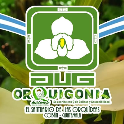 Orquigonia