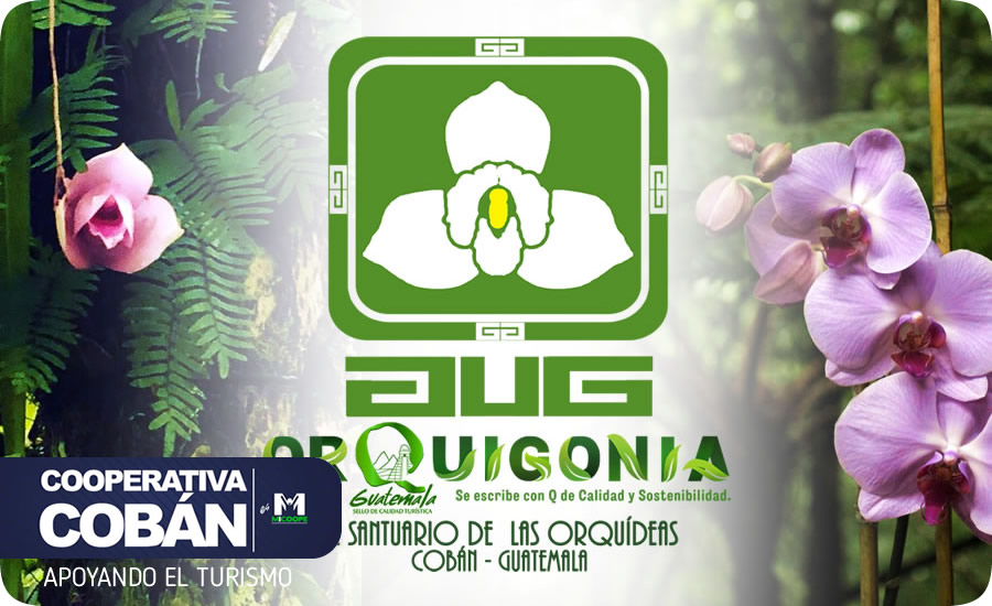 Orquigonia